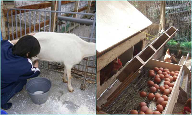 ヤギの乳搾りをと鶏小屋のイメージ画像